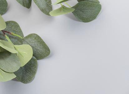 山原木耳（やんばるきくらげ）成分と効果1