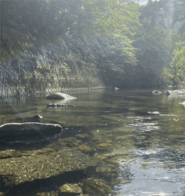 やんばるきくらげ・山原木耳 乾燥パウダー 量り売り：1㎏～